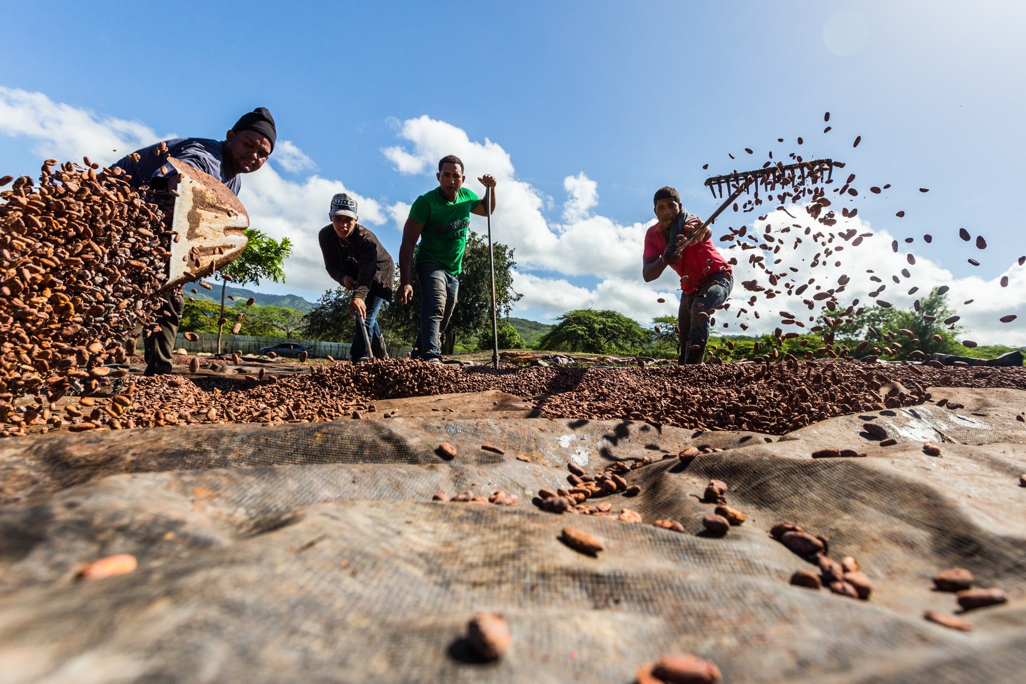 Producteurs de cacao bio